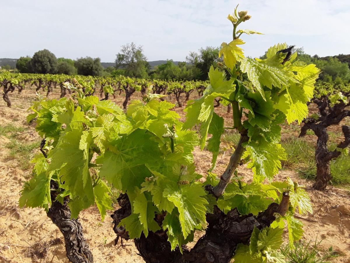 Les Terres Basses Ξενοδοχείο Fabrezan Εξωτερικό φωτογραφία